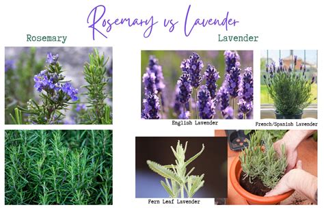 Lavender Rosemary Garden