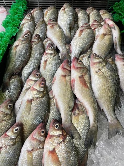 Ice and Seafood | KOOL Ice & Seafood Co | Cambridge, MD