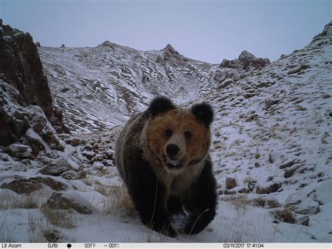 Himalayan Blue Bear