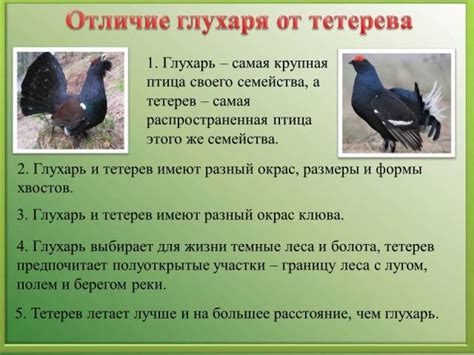 Тетерев и глухарь: отличия и есть ли разница между птицами или это одно ...