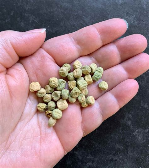 Sugar Snap Peas: How to Plant and Grow - SproutedGarden.com