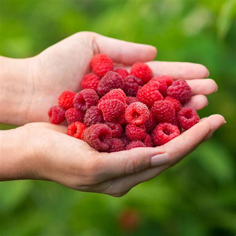 Red Raspberry Bush 的图像结果