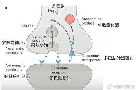 为什么高中老师说多巴胺是抑制类神经递质，而大学老师却说多巴胺与恋爱中的兴奋感有关？很疑惑...-