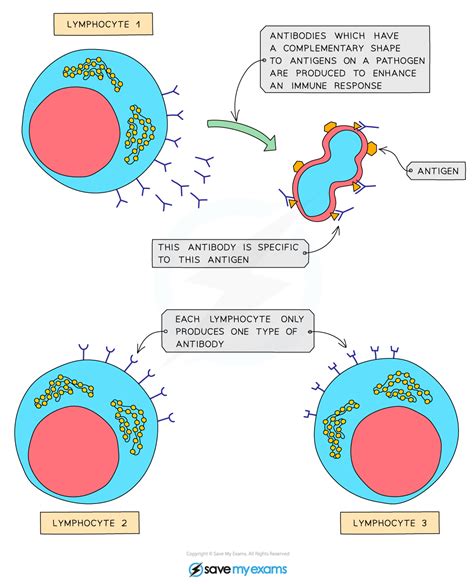 The Human Immune System | OCR GCSE Combined Science A (Gateway ...