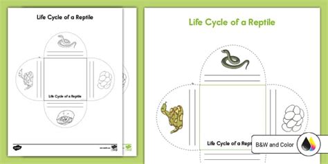 Reptile Life Cycle Activity for K-2nd Grade (teacher made)