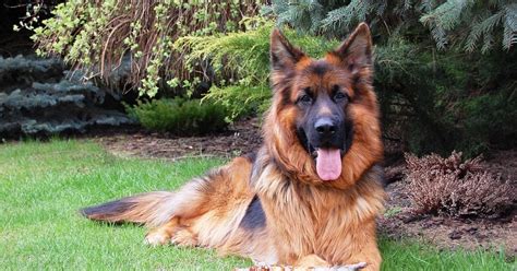 Alsatian Dog Breed Information - Mylilpaw
