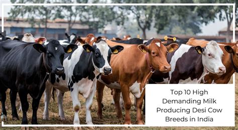 Indian Cow Breeds Top 10 High Demanding Milk Producing Desi Cow Breeds