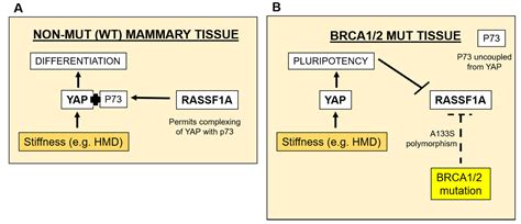 RASSF1A Suppression as a Potential Regulator of Mechano-Pathobiology ...
