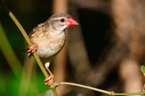 Red-billed Quelea - Holmen Birding Safaris