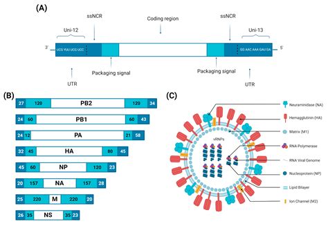 Image result for RNA Virus Classification