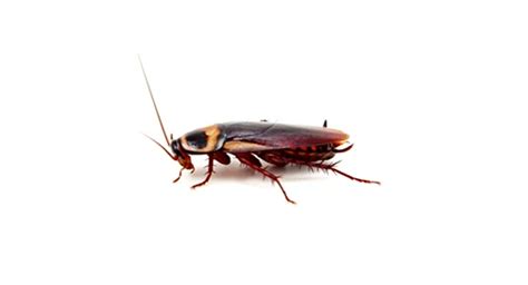 Image result for Cockroach Hatching