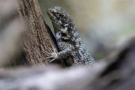 Northern curly-tailed lizard | leiocephalus carinatus | Marwell Zoo