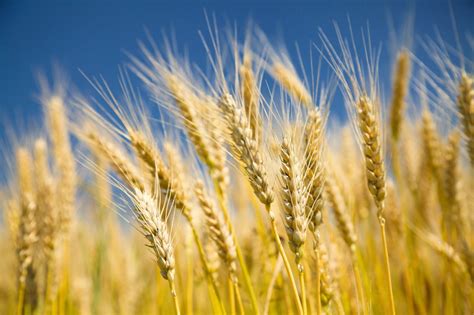 Neolithic Revolution 的图像结果