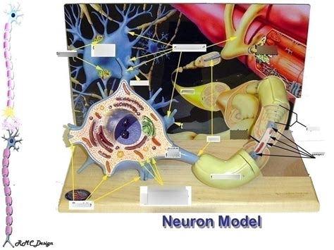 Multipolar Neuron Model 的图像结果
