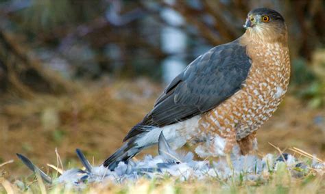 Discover 8 Types of Hawks in North Carolina - A-Z Animals