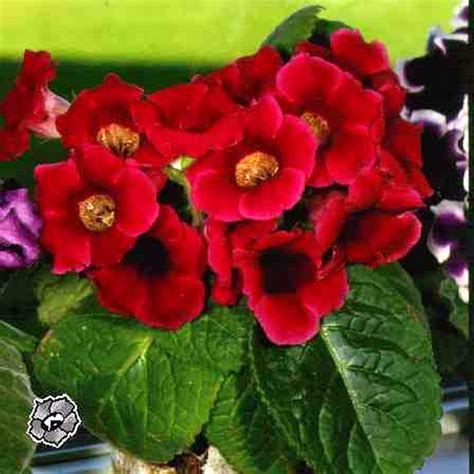 Broadening of the most Material Vital : flower significance