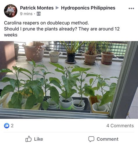 Carolina reapers on doublecup method. Should I prune the plants already ...