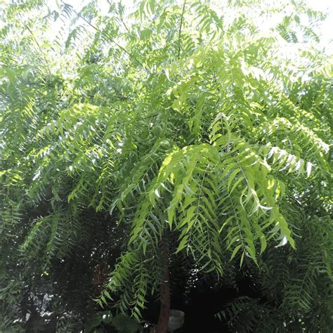 Árbol De Neem: Beneficios, Cultivo Y Usos | Guía De Arbolado