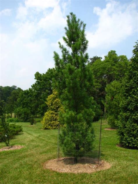 Pinus strobus 'Slim Gem' - Slim Gem eastern white pine | The Dawes ...