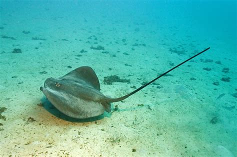 How to Treat Stingray Stings