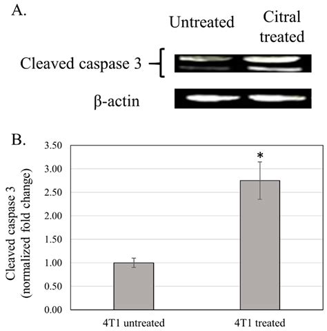 In Vivo Anti-Tumor Effects of Citral on 4T1 Breast Cancer Cells via ...