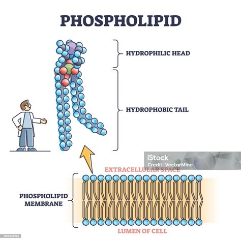 Phospholipid Structure Membranes
