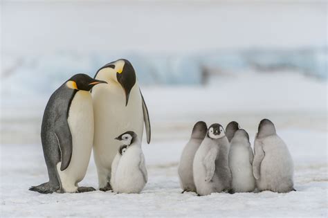 Photo Gallery Penguins Of Antarctica Penguins Exhibit Shows Shocking