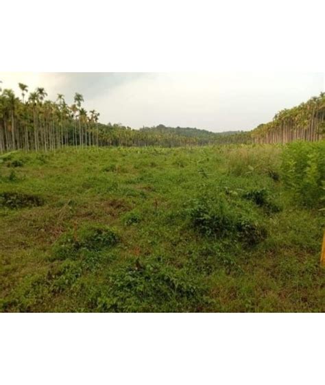 2.85 Acre Agricultural Land Kambalakkad