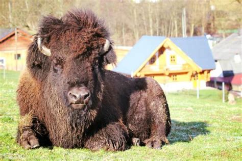 Bisons als neuer Betriebszweig | agrarheute.com