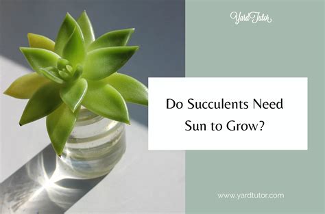 Do Succulents Need Sun To Grow?