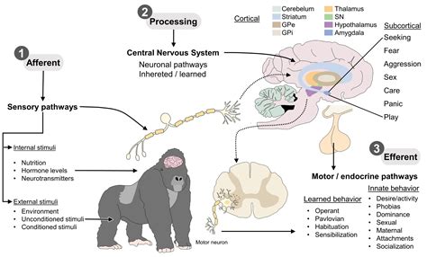 The Neurobiology of Behavior and Its Applicability for Animal Welfare ...