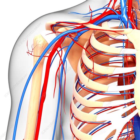 Image result for Shoulder Anatomy Animated Tutorial