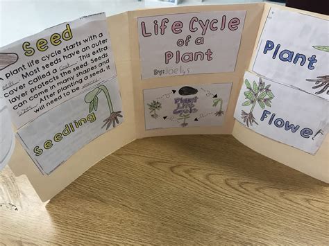 Image result for Python Life Cycle for Kids