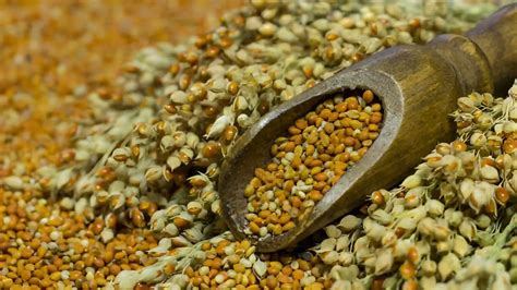 Jowar Millet: Benefits, Nutrition, Uses, Recipes, Side Effects & More ...