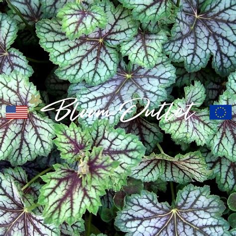 100/500 Heuchera Dale's Strain Coral Bells Seeds*alum Root*perennial ...