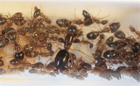 Camponotus Queen, Sugar Ant w/ Eggs Workers -Buy at Antastic