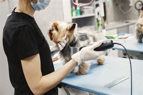 Image result for Clipping a Cockapoo