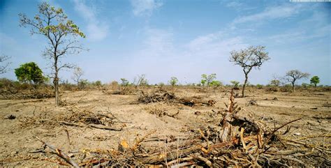 what is the clearing of forests called - Brainly.in