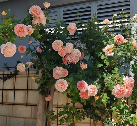 Abraham Darby Rose Plant