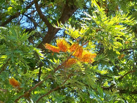 Plant Nursery Online Silver Oak, Grevillea Robusta (Pack of 2) - Live ...