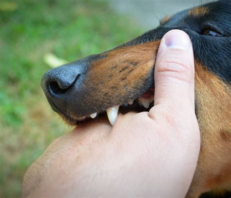 What Does it Mean When a Dog Bites me in a Dream? - Patmydoggie