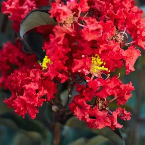 Lagerstroemia " Red" | Crape Myrtle Black Diamond (Red) - Plants ...