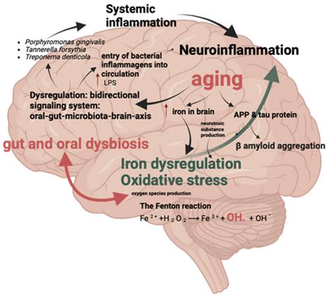 Iron Homeostasis Dysregulation, Oro-Gastrointestinal Microbial ...