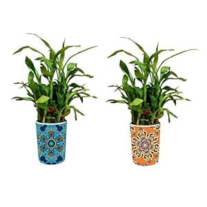 YaYa Cafe Blue Pottery Indigo Fabulous Lucky Bamboo Pot Planter Indoor ...
