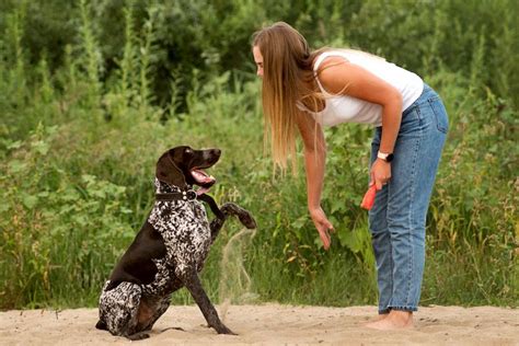 10 Dog Breeds That Are Naturally Good With Training - Best For Pets