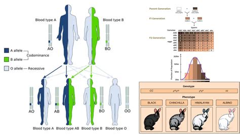 Deletion Mutation - Definition, Causes, Mechanism, Examples - Biology ...