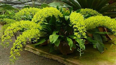 Buy Orchid plants online from Govt Approved Orchid Farm |Agribizz