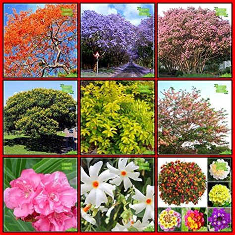 Creative Farmer Garden Seeds Combo Tree Seeds : Jacaranda, Delonix ...