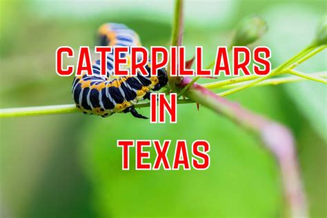 42 Caterpillars in Texas (Pictures and Identification Guide)