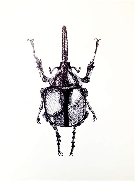 Image result for Insect Drawing